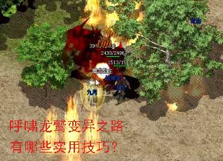 呼啸龙鹫变异之路有哪些实用技巧? 呼啸龙鹫变异之路有哪些实用技巧?