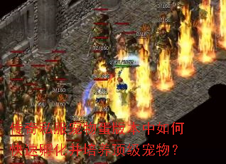 传奇私服宠物蛋版本中如何快速孵化并培养顶级宠物? 传奇私服宠物蛋版本中如何快速孵化并培养顶级宠物?